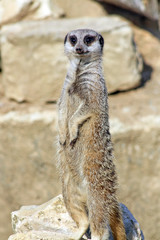Fototapeta premium stunning meerkat