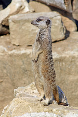 Fototapeta premium stunning wild meerkat