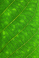 Green leaf texture. Macro