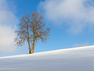 single tree  white slope against a blue winter sky