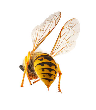 wasp presenting it's threatening stinger