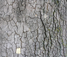 Cortex of the alder with lichen - texture