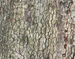 Cortex of the alder with lichen - texture