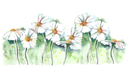 Watercolor -Daisies-