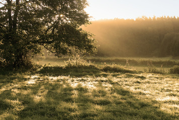Meadow, tree and sunlight