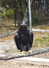 shouting golden eagle sitting on a pole