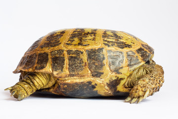 terrapin on white background