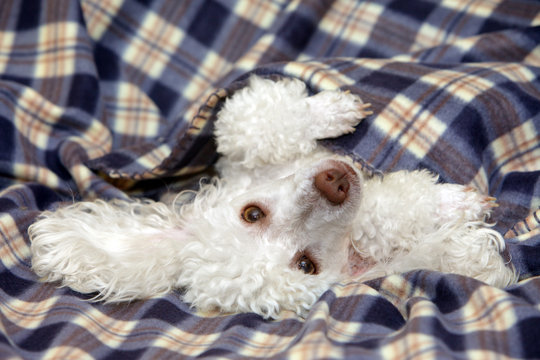 White Toy poodle relaxing