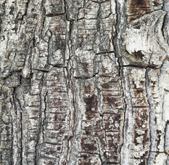 Texture shot of brown tree bark, filling the frame