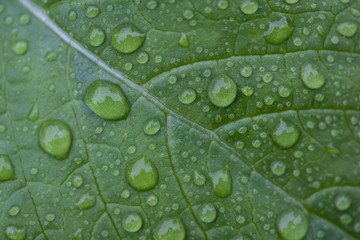 Droplets of water onto the green leaf
