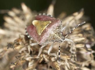 Shield bug sitting on overblown thistle, macro photo