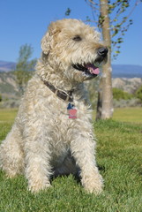 Wheaten terrier