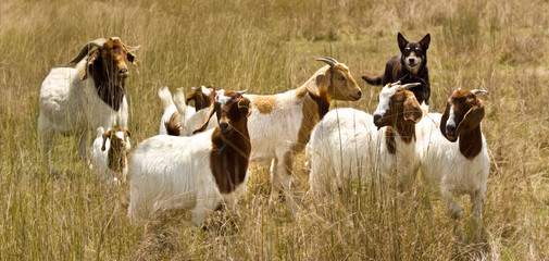 working dog australian kelpie herds goats © sherjaca