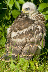 Common buzzard, immature (Buteo buteo)