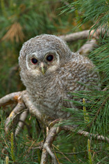 Wild baby Tawny owl sitting on a branch / Strix aluco