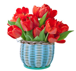 Red tulips