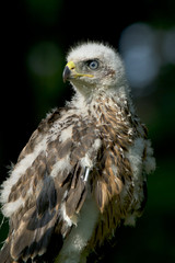 Common buzzard, immature (Buteo buteo)