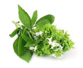 Blossoming basil
