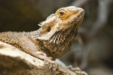 Echse