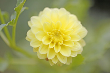 Fototapeta premium ダリアの花