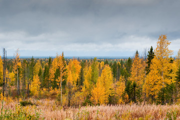 Taiga (boreal forest), Komi region, Russia.