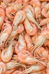 shrimps