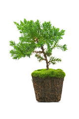 thuja