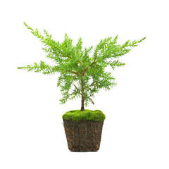 thuja