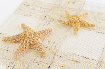 Two starfish isolated