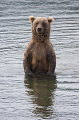 Obraz premium Alaskan Brown Bear