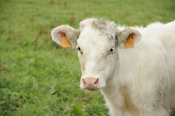 white calf on grass , ardennes