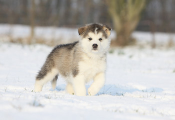 beautiful young alaskan malamute on the snow