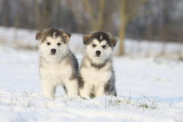 two puppies of alaskan malamute in the snow