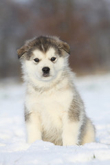 chiot alaskan malamute assis de face