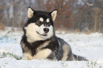 alaskan malamute allongé dans la neige