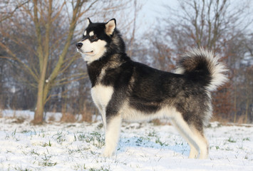 alaskan malamute debout dans la neige