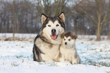alaskan malamute et son bébé dans la neige - obrazy, fototapety, plakaty