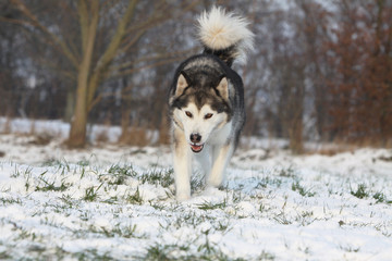 alaskan malamute marchant dans la neige