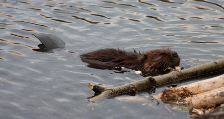 Wild beavers © Gail Johnson