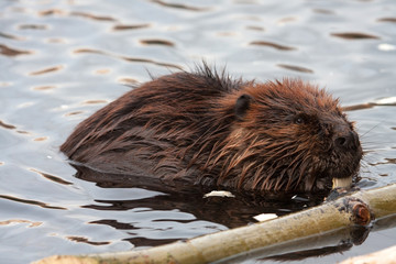 Wild beavers