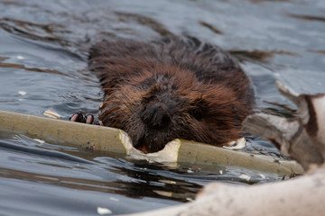 Wild beavers © Gail Johnson