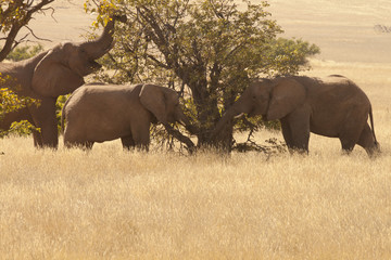 Elefanti del deserto © DDniki