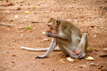 Monkey on  Jungle of Thailand