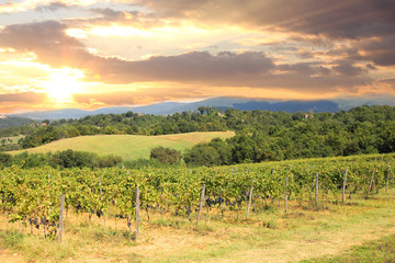 Fototapeta na wymiar Vineyard in Chianti, Tuscany, Italy, famous landscape