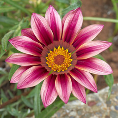 Obraz premium Daybreak pink Gazania flower closeup
