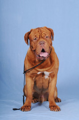 Big red bordoss dog portrait