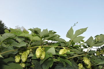 ARBUSTO DI LUPPOLO IN FIORE