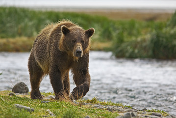 Küstenbraunbär in Katmai Alaska wildlife