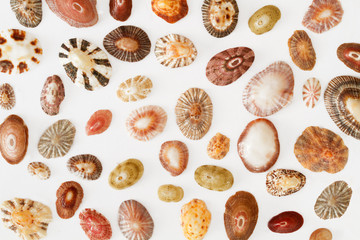 Muscheln, freigestellt