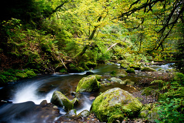 Obraz premium Herbstwald